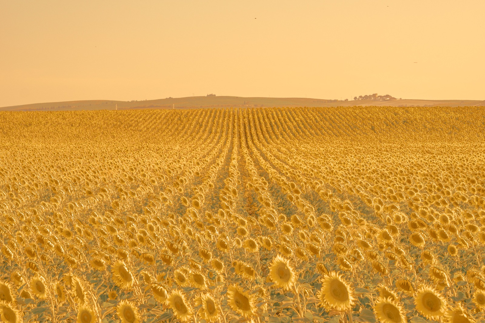 Campo de girasoles